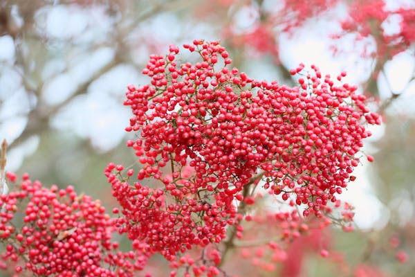 ガマズミは真っ赤な実をつける落葉低木 種類や育て方など徹底解説 ミツモア ガマズミは真っ赤な実をつける落葉低木 種類や育て方など徹底解説 ミツモア