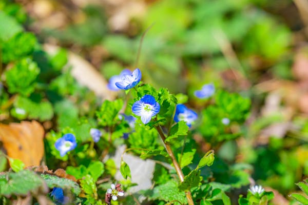 オオイヌノフグリの花言葉や名前の由来は ネモフィラとの違いも紹介 ミツモア オオイヌノフグリの花言葉や名前の由来は ネモフィラとの違いも紹介 ミツモア