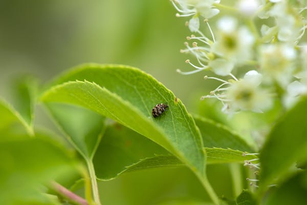 カツオブシムシから衣類を守ろう 駆除の方法と発生させない対策 ミツモア カツオブシムシから衣類を守ろう 駆除の方法と発生させない対策 ミツモア