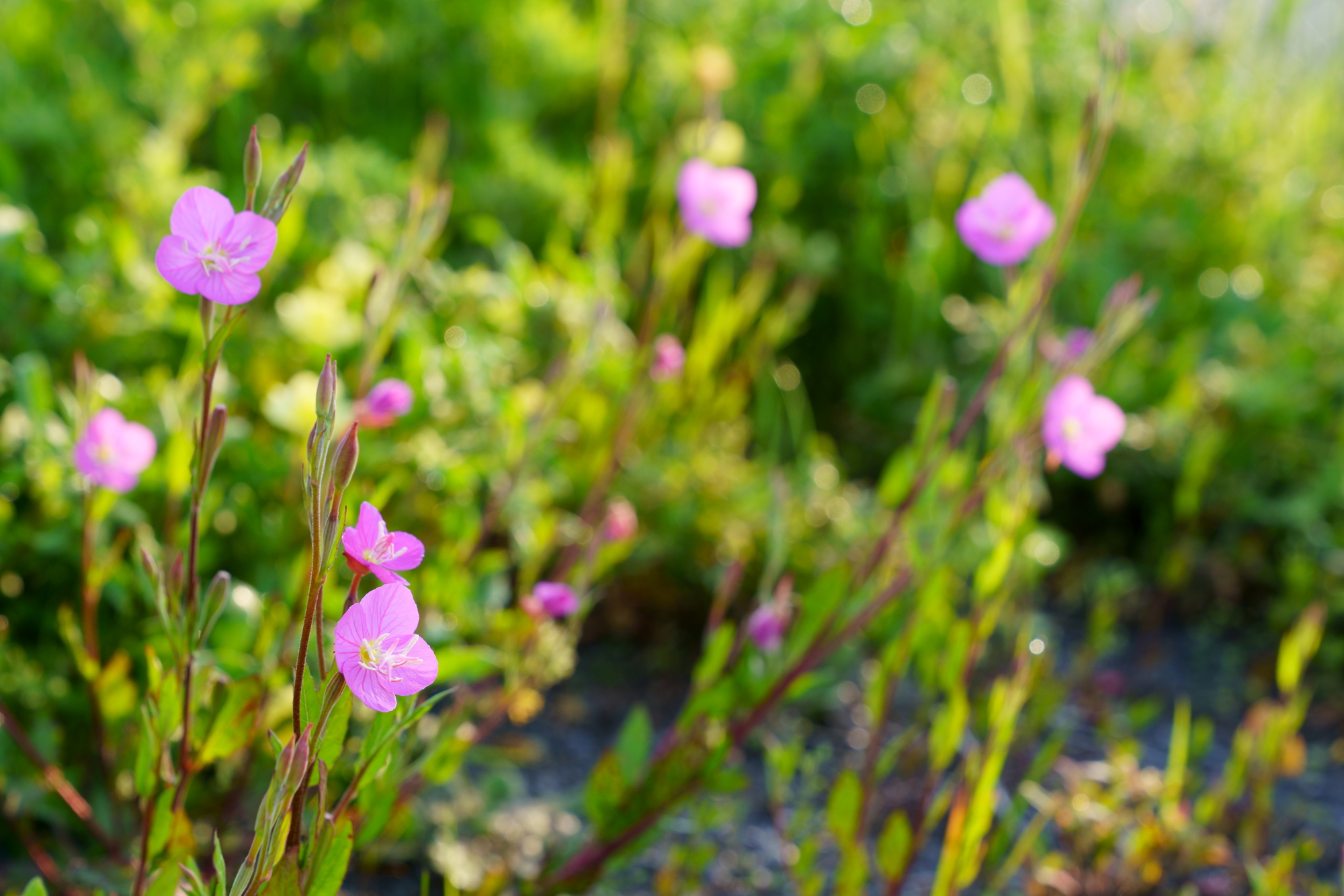 わからない雑草の名前を写真で確認 調べ方や植物図鑑アプリも紹介