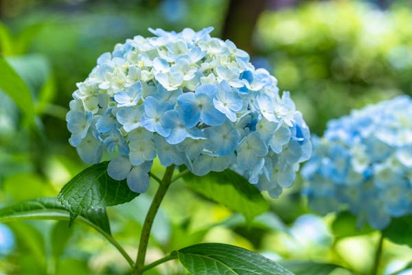 紫陽花のテマリ咲き