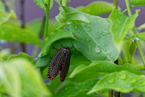 ハマキムシの幼虫を駆除 有効な農薬や発生時期 卵の予防方法を紹介 ミツモア ハマキムシの幼虫を駆除 有効な農薬や発生時期 卵の予防方法を紹介 ミツモア