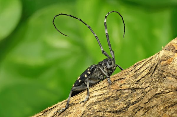 テッポウムシの被害対策と駆除方法 木に穴があくって本当 おがくずを見つけたら要注意 ミツモア