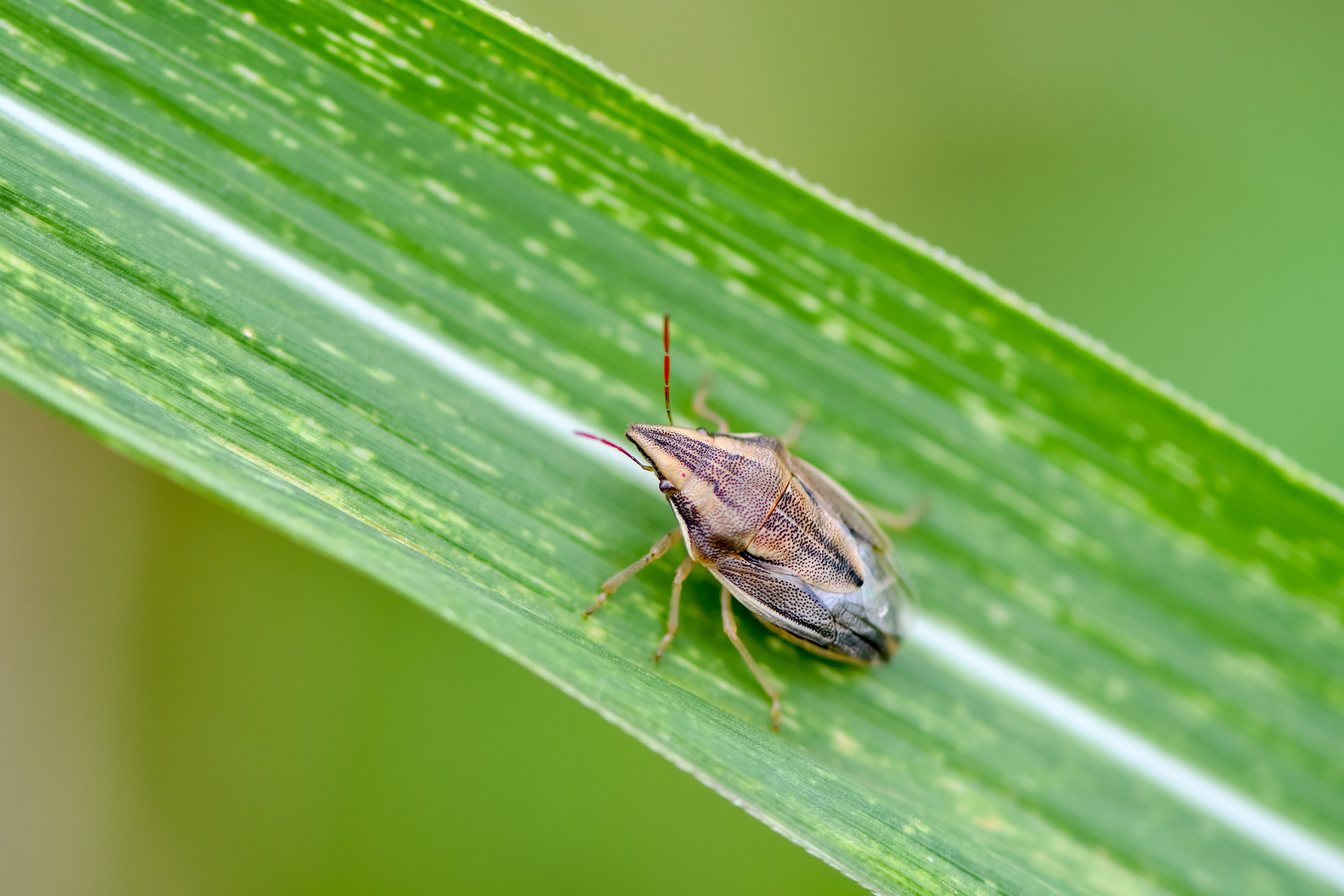 カメムシの卵を駆除する方法とは？発生原因や対策、予防法を知ろう 