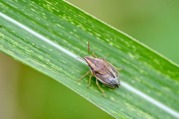 カメムシ駆除 予防の対策方法を解説 洗濯物につく理由や 悪臭の原因を知っておこう おすすめ殺虫剤は ミツモア カメムシ駆除 予防の対策方法を解説 洗濯物につく理由や 悪臭の原因を知っておこう おすすめ殺虫剤は ミツモア