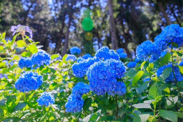 アジサイ 紫陽花 の育て方の基本 植え替えや剪定 代表的な種類も解説 ミツモア