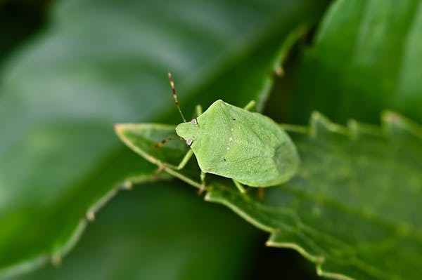 カメムシの卵を駆除する方法とは 発生原因や対策 予防法を知ろう ミツモア カメムシの卵を駆除する方法とは 発生原因や対策 予防法を知ろう ミツモア