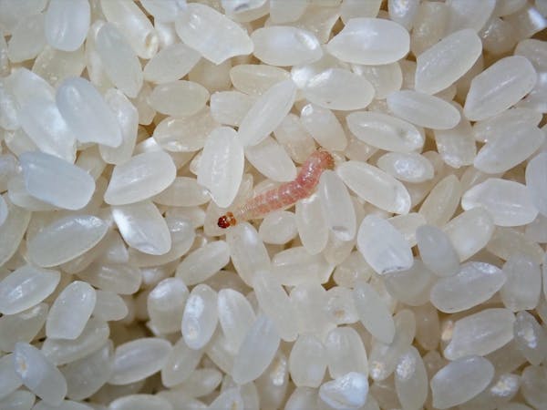 ノシメマダラメイガが発生したら 駆除方法と今後の対策方法を解説 ミツモア ノシメマダラメイガが発生したら 駆除方法と今後の対策方法を解説 ミツモア