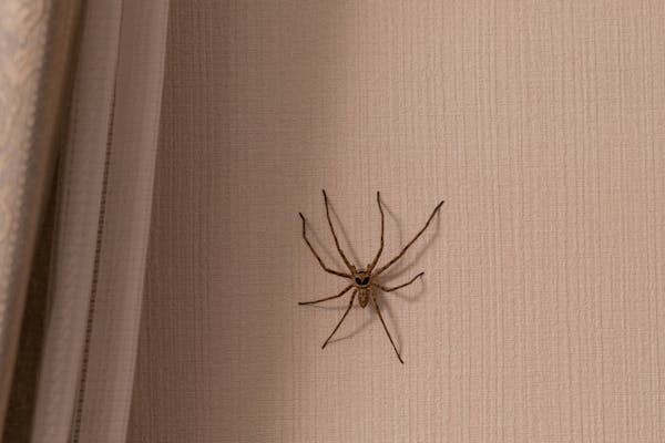 大きい蜘蛛の正体はアシダカグモ 生態や特徴 対処法について ミツモア 大きい蜘蛛の正体はアシダカグモ 生態や特徴 対処法について ミツモア