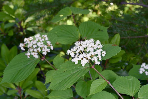 日陰に咲くガマズミの花