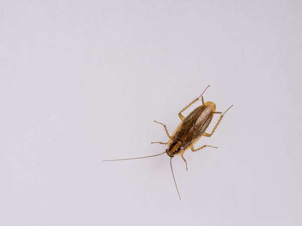 ゴキブリの子供は正しく駆除 幼虫の駆除方法や予防法を紹介 ミツモア ゴキブリの子供は正しく駆除 幼虫の駆除方法や予防法を紹介 ミツモア