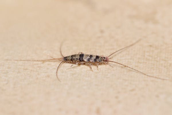 紙魚 シミ とは 発生した際の駆除方法と発生させないための対策も紹介 ミツモア 紙魚 シミ とは 発生した際の駆除方法と発生させないための対策も紹介 ミツモア