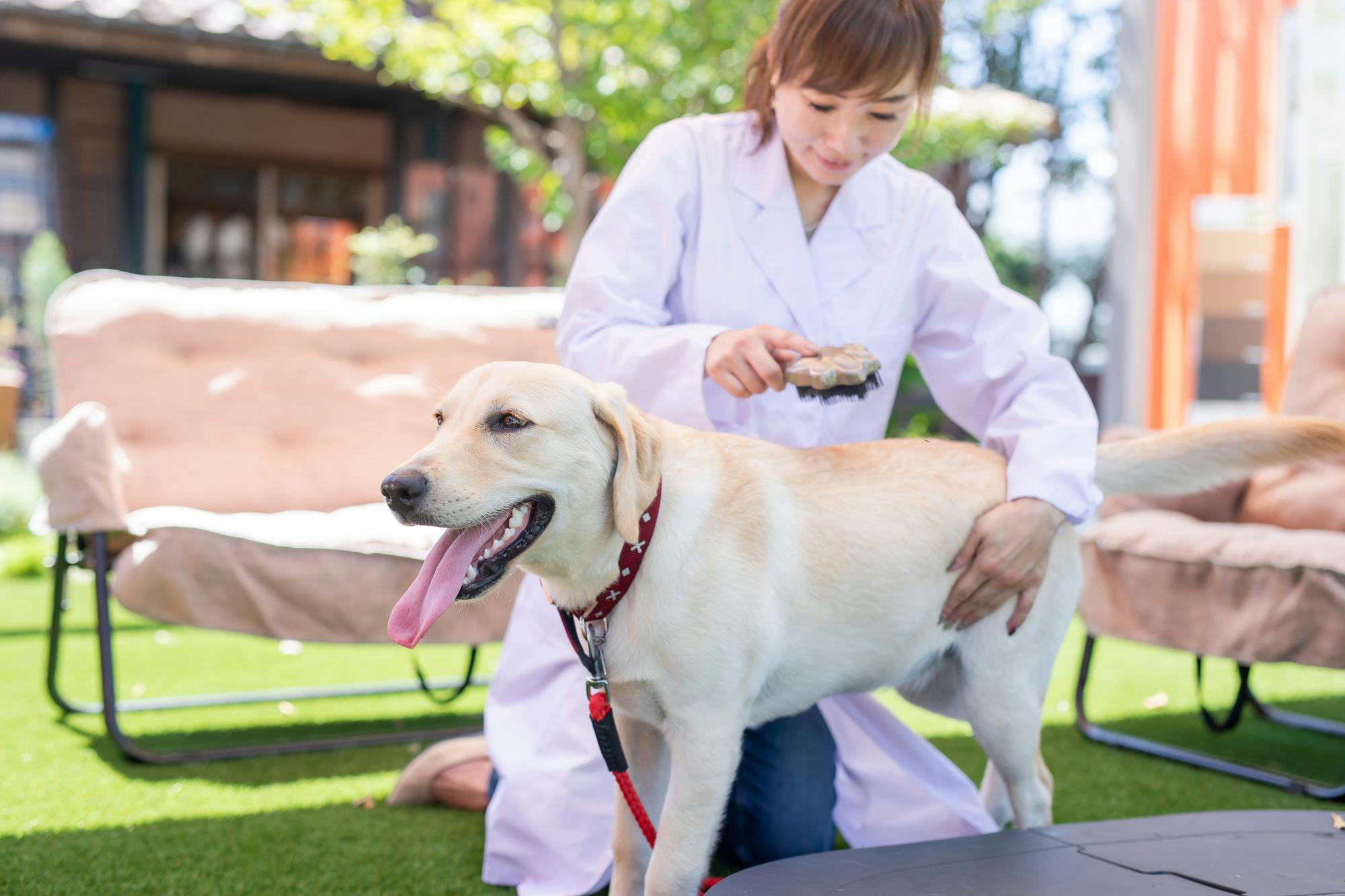 犬の抜け毛掃除をお手軽に！身近グッズ＆簡単掃除グッズ