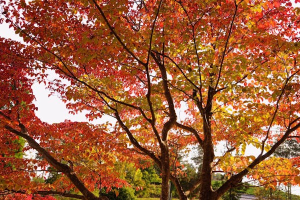 ヤマボウシは実も花も紅葉も楽しめる落葉高木 人気の品種から育て方まで徹底解説 ミツモア ヤマボウシは実も花も紅葉も楽しめる落葉高木 人気の品種から育て方まで徹底解説 ミツモア