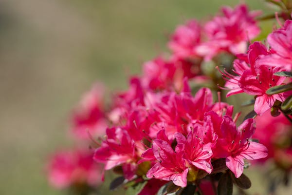 サツキの花