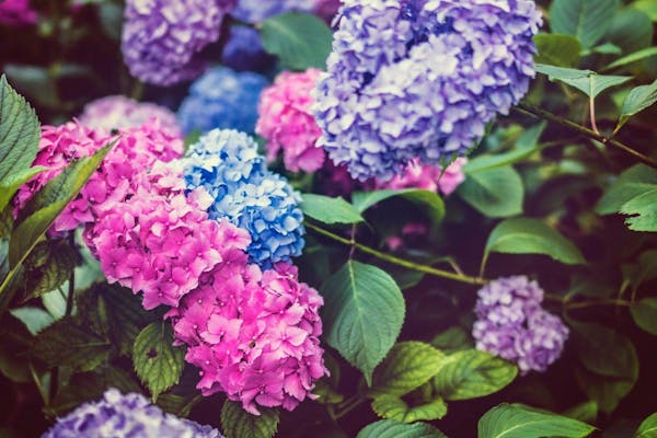 冬のアジサイの手入れ方法 剪定や植え替えの時期も併せて解説 ミツモア 冬のアジサイの手入れ方法 剪定や植え替えの時期も併せて解説 ミツモア