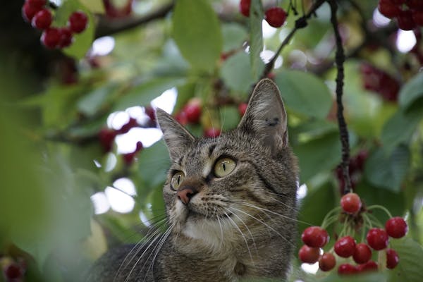 飼い主必見 猫に寄生するダニの種類と症状 対処法や予防法も紹介 ミツモア 飼い主必見 猫に寄生するダニの種類と症状 対処法や予防法も紹介 ミツモア
