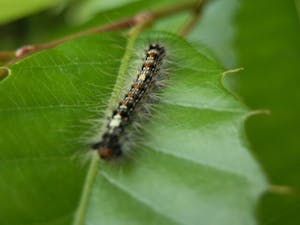 毛虫の駆除方法 自分でも簡単 安全に駆除する手順と注意点を解説 毒に注意 ミツモア