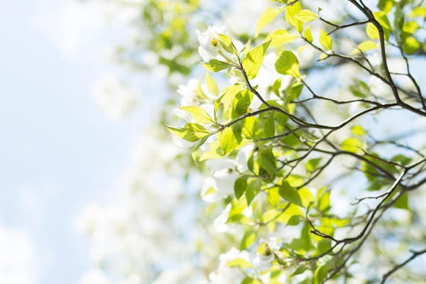 春を感じさせるヤマボウシの芽吹き