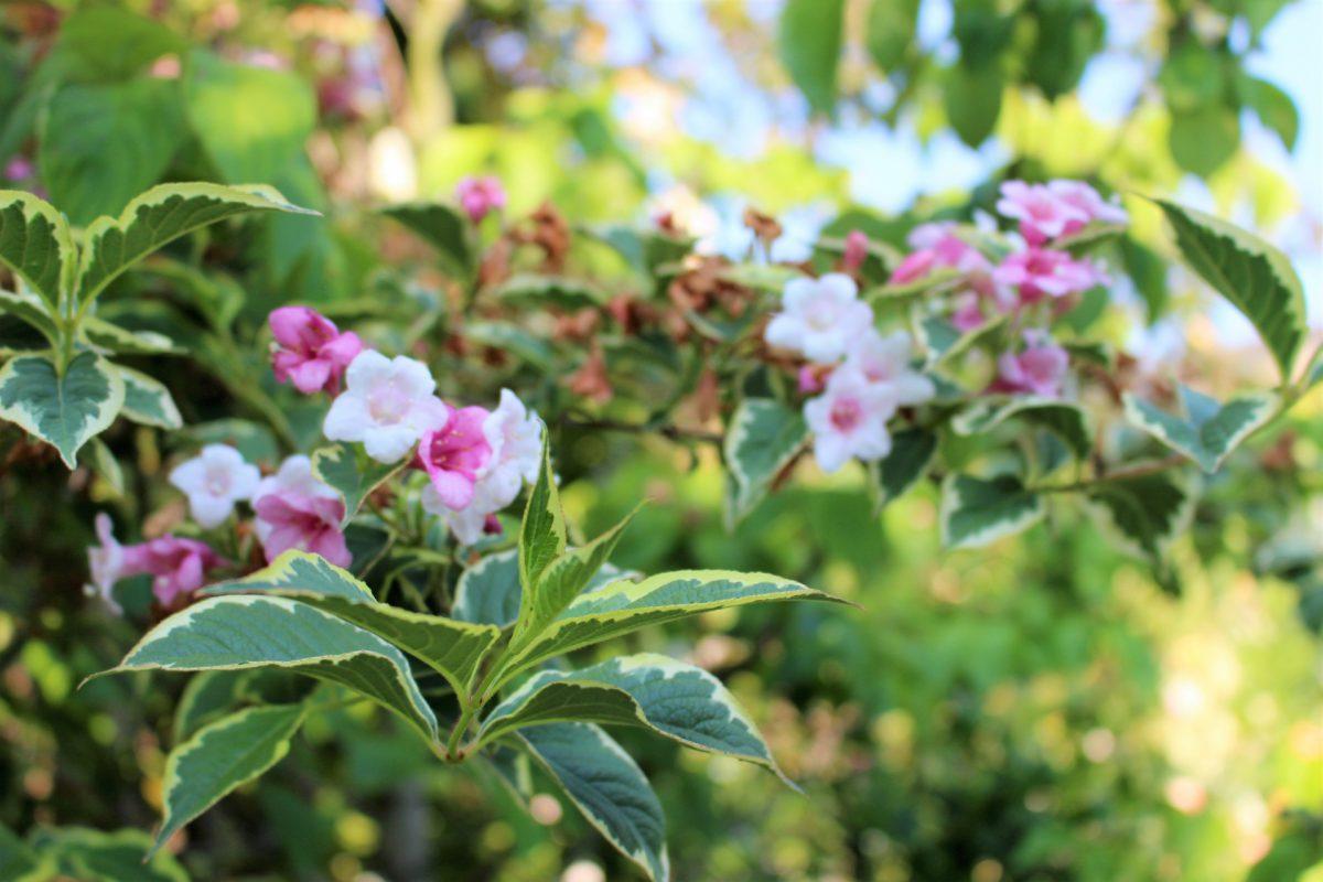 ハコネウツギの特徴や育て方を解説！きれいな花を咲かせるコツとは？