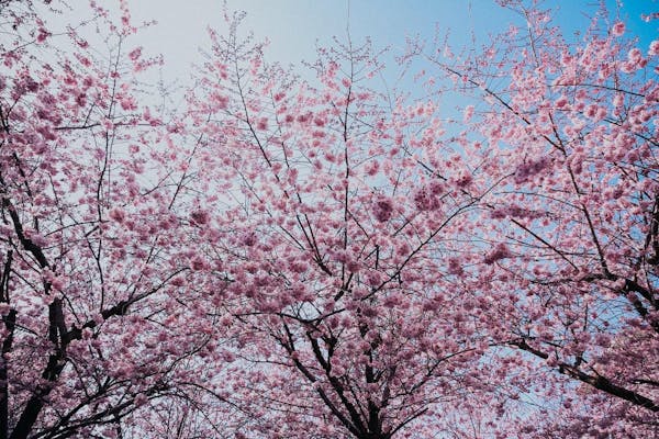 梅の木の剪定方法を紹介 剪定時期や樹齢による違いも確認しよう ミツモア 梅の木の剪定方法を紹介 剪定時期や樹齢による違いも確認しよう ミツモア