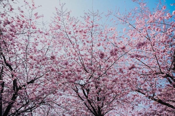 梅の花