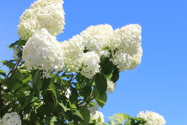 ピラミッドアジサイってどんな植物 育て方と剪定の仕方を紹介 ミツモア ピラミッドアジサイってどんな植物 育て方と剪定の仕方を紹介 ミツモア