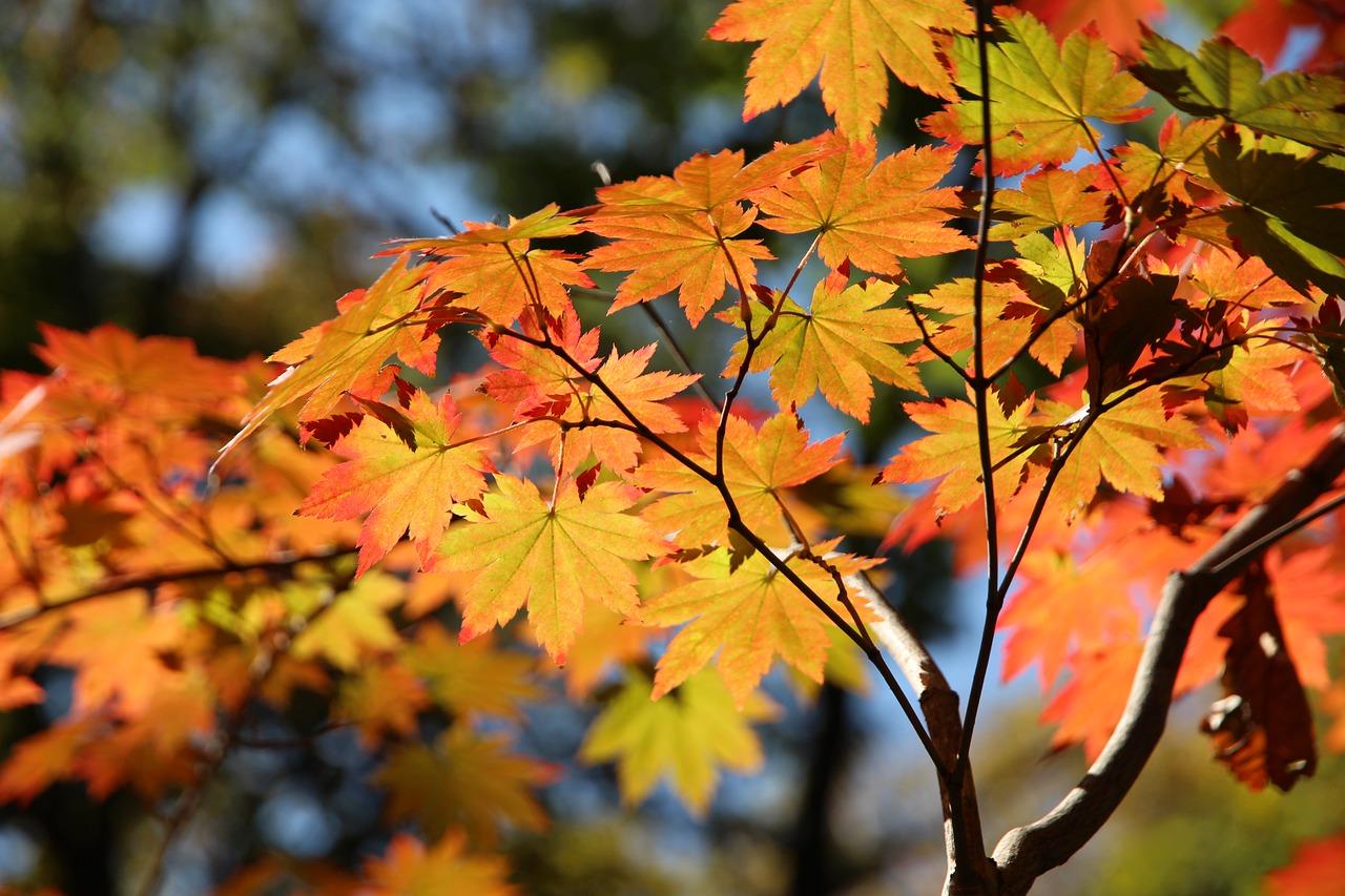 ヤマモミジの育て方と注意点。紅葉だけでなく、花や新緑も楽しめる