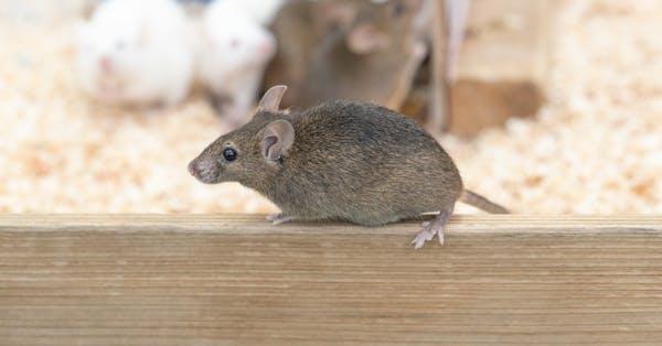 ハツカネズミの駆除方法 寄せ付けない予防対策 特徴や発生原因 習性を知っておこう ミツモア ハツカネズミの駆除方法 寄せ付けない予防対策 特徴や発生原因 習性を知っておこう ミツモア