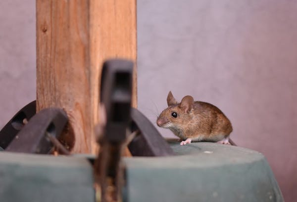 ハツカネズミの駆除方法 寄せ付けない予防対策 特徴や発生原因 習性を知っておこう ミツモア ハツカネズミの駆除方法 寄せ付けない予防対策 特徴や発生原因 習性を知っておこう ミツモア