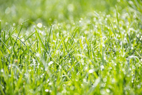 野芝は管理のしやすさ重視の方におすすめ 特徴や高麗芝との違いを解説 ミツモア