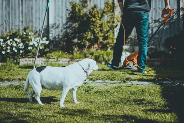 庭の手入れをする男性と犬