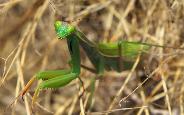 カマキリ