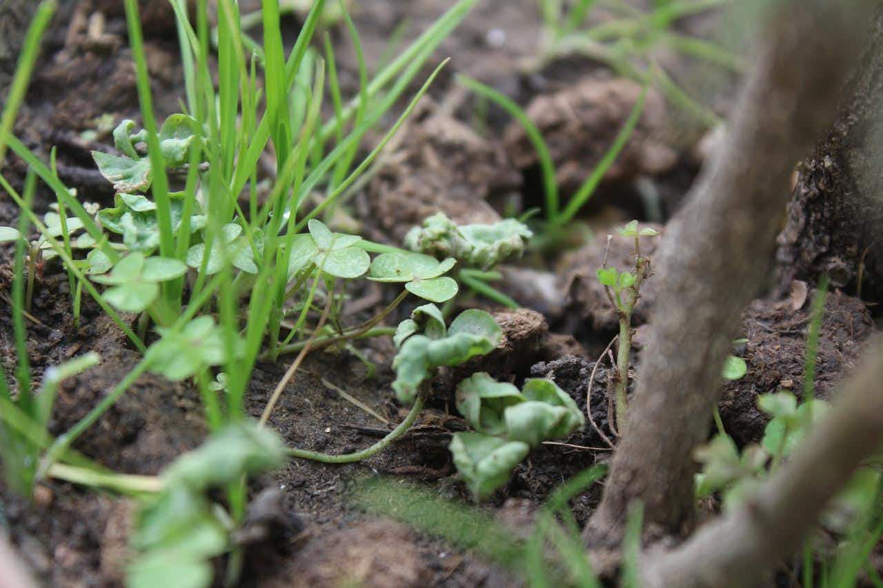 効果が持続する雑草抜きのコツを紹介 種子や根を残さないことが大切 効果が持続する雑草抜きのコツを紹介 種子や根を残さないことが大切