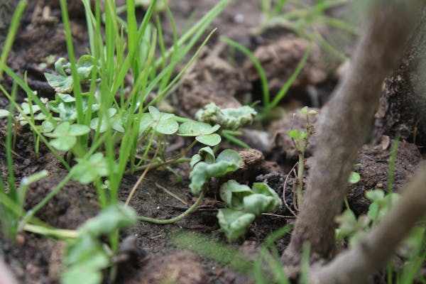 地下茎で繁殖する雑草を駆除する方法とおすすめの除草剤を紹介 ミツモア 地下茎で繁殖する雑草を駆除する方法とおすすめの除草剤を紹介 ミツモア