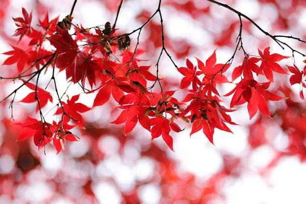 ヤマモミジの育て方と注意点 紅葉だけでなく 花や新緑も楽しめる ミツモア ヤマモミジの育て方と注意点 紅葉だけでなく 花や新緑も楽しめる ミツモア