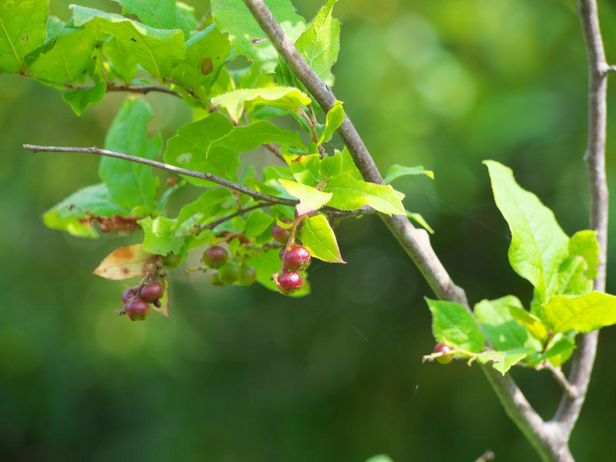 ナツハゼは黒い実と夏の紅葉が楽しめる落葉低木！育て方や実の活用法を解説