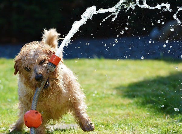 芝生の上でホースをくわえる犬