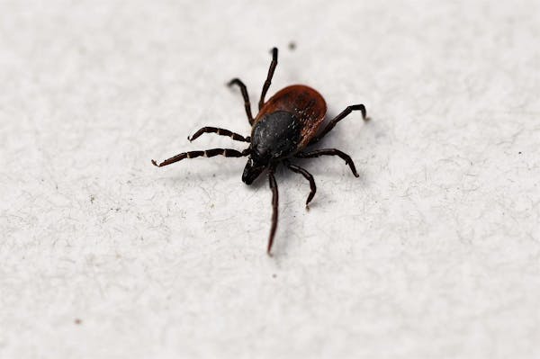 1匹も家に入れない害虫対策 家で虫を見たくない人におすすめの予防法 対処法を解説 ミツモア 1匹も家に入れない害虫対策 家で虫を見たくない人におすすめの予防法 対処法を解説 ミツモア