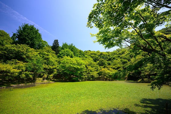 青空と芝生の生えた原っぱ