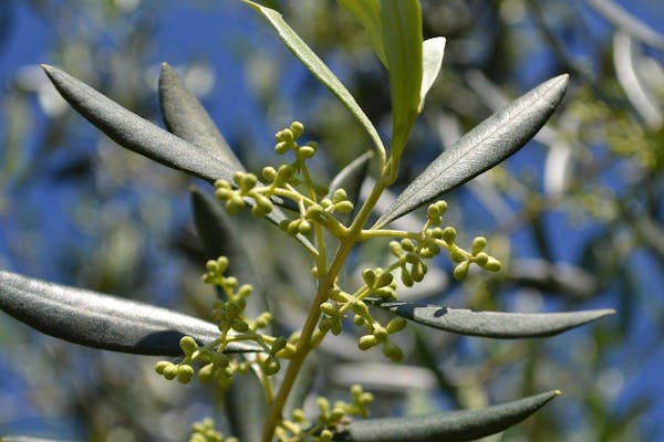 オリーブの花を咲かせよう 品種や花の特徴 育て方のコツを紹介 ミツモア