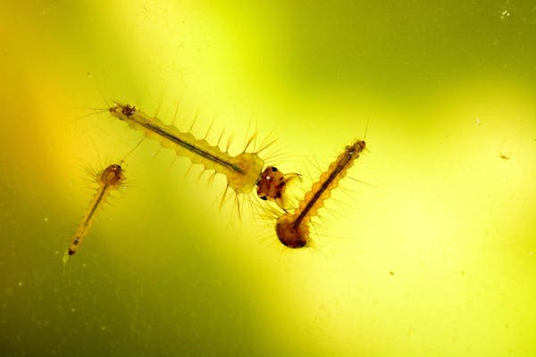 ボウフラの効果的な駆除方法は メダカや10円玉を使った方法も紹介 ミツモア ボウフラの効果的な駆除方法は メダカや10円玉を使った方法も紹介 ミツモア