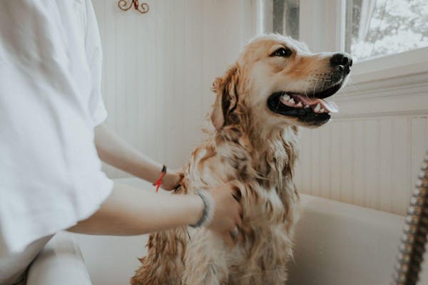 犬にノミが発生したらすぐに駆除を 探し方と退治方法を紹介 ミツモア 犬にノミが発生したらすぐに駆除を 探し方と退治方法を紹介 ミツモア