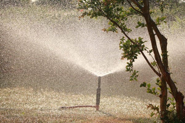 スプリンクラーで芝生に散水する様子