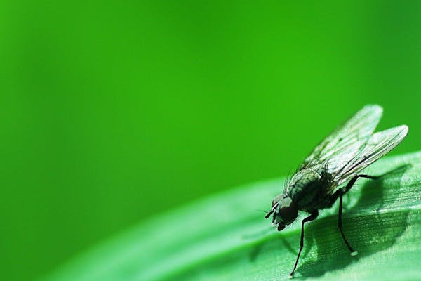 観葉植物にわいたコバエを退治するには 対策や発生を防ぐコツも紹介 ミツモア 観葉植物にわいたコバエを退治するには 対策や発生を防ぐコツも紹介 ミツモア