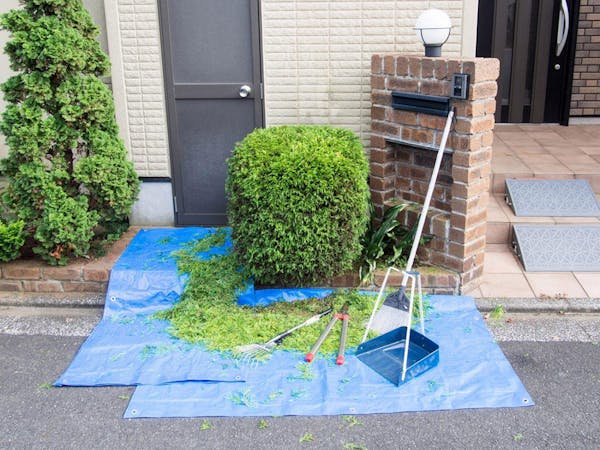 コニファーの剪定方法は 適切な剪定時期や注意点も紹介 ミツモア コニファーの剪定方法は 適切な剪定時期や注意点も紹介 ミツモア