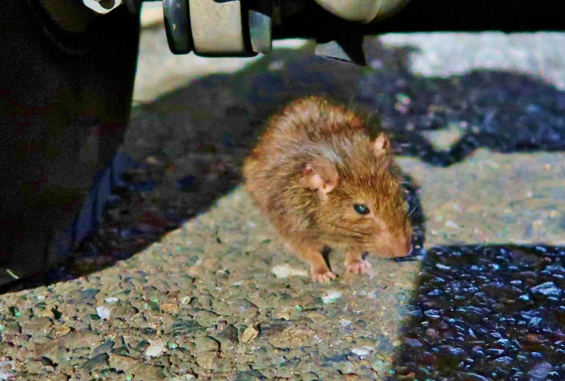 警戒心が強いクマネズミを確実に駆除する 有効な対策や予防法 習性を徹底解説 警戒心が強いクマネズミを確実に駆除する 有効な対策や予防法 習性を徹底解説