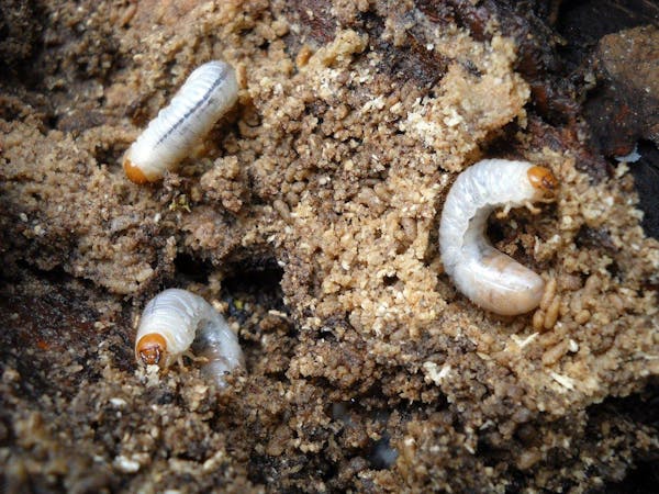 コガネムシの幼虫への対策とは 駆除や予防方法について紹介 ミツモア コガネムシの幼虫への対策とは 駆除や予防方法について紹介 ミツモア