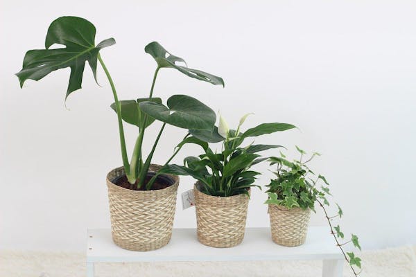 観葉植物に虫がわかないようにする対策は 育てる環境にも注意 ミツモア 観葉植物に虫がわかないようにする対策は 育てる環境にも注意 ミツモア