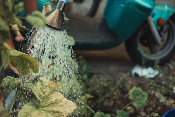 植物に水をあげる